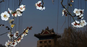 Hermosos paisajes florales anuncian la llegada de la primavera en China