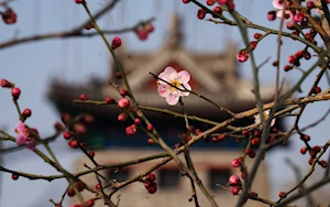 Hermosos paisajes florales anuncian la llegada de la primavera en China