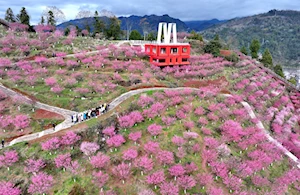 Hermosos paisajes florales anuncian la llegada de la primavera en China