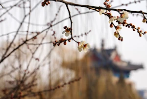 Hermosos paisajes florales anuncian la llegada de la primavera en China