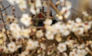 Hermosos paisajes florales anuncian la llegada de la primavera en China