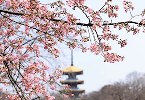 Hermosos paisajes florales anuncian la llegada de la primavera en China