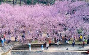 Hermosos paisajes florales anuncian la llegada de la primavera en China