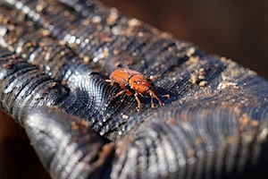 Ocho localidades de Uruguay afrontan una plaga de “picudo rojo”, un insecto cuyas larvas debilitan y matan a las palmeras de varias áreas urbanas