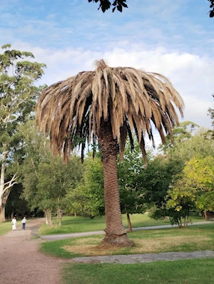 Ocho localidades de Uruguay afrontan una plaga de “picudo rojo”, un insecto cuyas larvas debilitan y matan a las palmeras de varias áreas urbanas