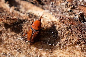 Ocho localidades de Uruguay afrontan una plaga de “picudo rojo”, un insecto cuyas larvas debilitan y matan a las palmeras de varias áreas urbanas