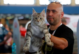 Descubre las imágenes más impactantes del Sofisticat Spring: gatos de 40 razas deslumbran en Bucarest