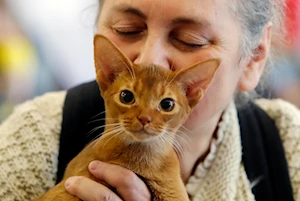 Descubre las imágenes más impactantes del Sofisticat Spring: gatos de 40 razas deslumbran en Bucarest