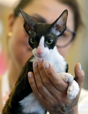 Descubre las imágenes más impactantes del Sofisticat Spring: gatos de 40 razas deslumbran en Bucarest