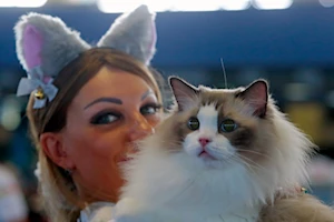 Descubre las imágenes más impactantes del Sofisticat Spring: gatos de 40 razas deslumbran en Bucarest