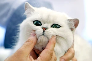 Descubre las imágenes más impactantes del Sofisticat Spring: gatos de 40 razas deslumbran en Bucarest
