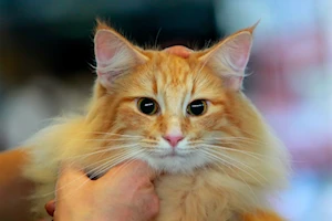 Descubre las imágenes más impactantes del Sofisticat Spring: gatos de 40 razas deslumbran en Bucarest