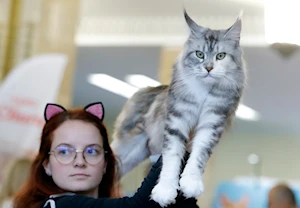 Descubre las imágenes más impactantes del Sofisticat Spring: gatos de 40 razas deslumbran en Bucarest