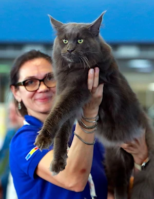 Descubre las imágenes más impactantes del Sofisticat Spring: gatos de 40 razas deslumbran en Bucarest