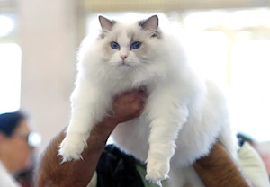 Descubre las imágenes más impactantes del Sofisticat Spring: gatos de 40 razas deslumbran en Bucarest