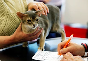 Descubre las imágenes más impactantes del Sofisticat Spring: gatos de 40 razas deslumbran en Bucarest