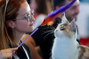 Descubre las imágenes más impactantes del Sofisticat Spring: gatos de 40 razas deslumbran en Bucarest