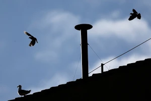 Capilla Sixtina, cardenales y miles de fieles: las mejores fotos del primer día del cónclave que elegirá al sucesor del papa Francisco
