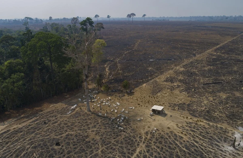 Aumenta la deforestación en Amazonía brasileña en abril