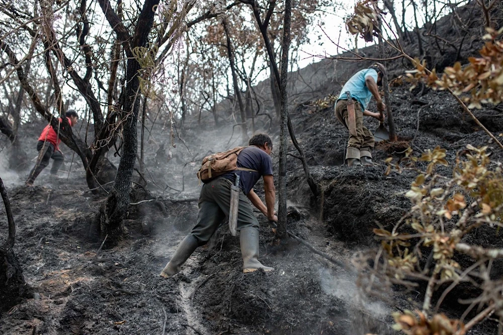 Incendios en Perú dejan fauna y ecosistemas al borde del colapso