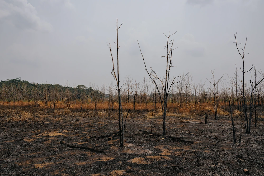 Incendios en Brasil han arrasado con 22 millones de hectáreas en 2024