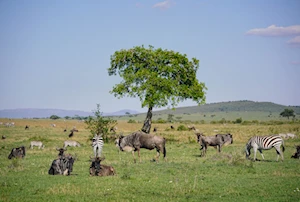 Masai Mara, la joya de la vida salvaje en Kenia: una experiencia única para los amantes de la naturaleza