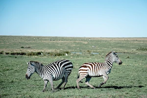 Masai Mara, la joya de la vida salvaje en Kenia: una experiencia única para los amantes de la naturaleza