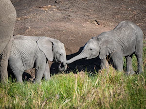 Masai Mara, la joya de la vida salvaje en Kenia: una experiencia única para los amantes de la naturaleza