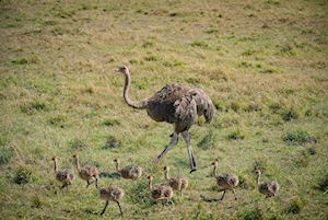 Masai Mara, la joya de la vida salvaje en Kenia: una experiencia única para los amantes de la naturaleza