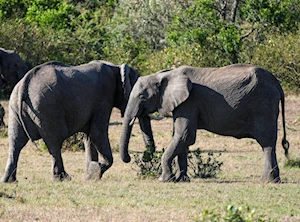 Masai Mara, la joya de la vida salvaje en Kenia: una experiencia única para los amantes de la naturaleza