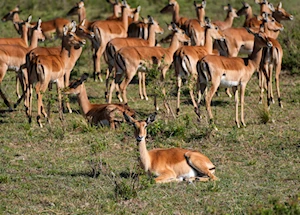 Masai Mara, la joya de la vida salvaje en Kenia: una experiencia única para los amantes de la naturaleza