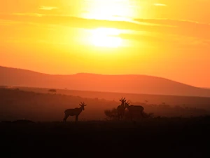 Masai Mara, la joya de la vida salvaje en Kenia: una experiencia única para los amantes de la naturaleza