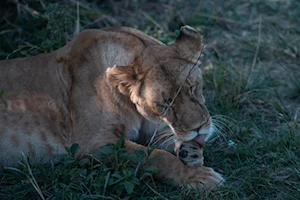 Masai Mara, la joya de la vida salvaje en Kenia: una experiencia única para los amantes de la naturaleza