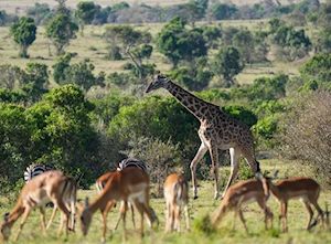 Masai Mara, la joya de la vida salvaje en Kenia: una experiencia única para los amantes de la naturaleza