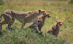 Masai Mara, la joya de la vida salvaje en Kenia: una experiencia única para los amantes de la naturaleza