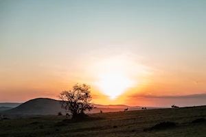 Masai Mara, la joya de la vida salvaje en Kenia: una experiencia única para los amantes de la naturaleza