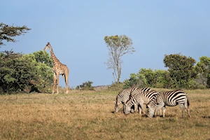 Masai Mara, la joya de la vida salvaje en Kenia: una experiencia única para los amantes de la naturaleza