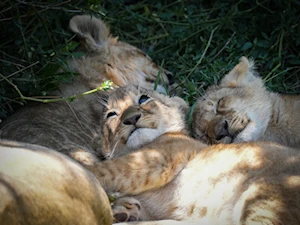 Masai Mara, la joya de la vida salvaje en Kenia: una experiencia única para los amantes de la naturaleza