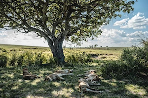 Masai Mara, la joya de la vida salvaje en Kenia: una experiencia única para los amantes de la naturaleza