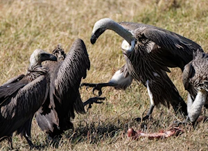 Masai Mara, la joya de la vida salvaje en Kenia: una experiencia única para los amantes de la naturaleza