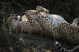 Masai Mara, la joya de la vida salvaje en Kenia: una experiencia única para los amantes de la naturaleza