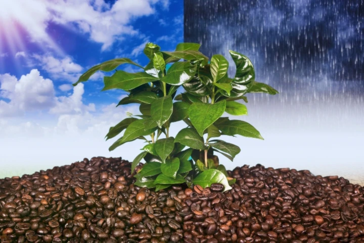 Producción mundial de café amenazada por el cambio climático