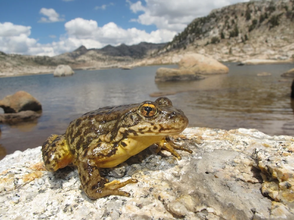 Científicos recuperan población de rana en riesgo de extinción en EEUU