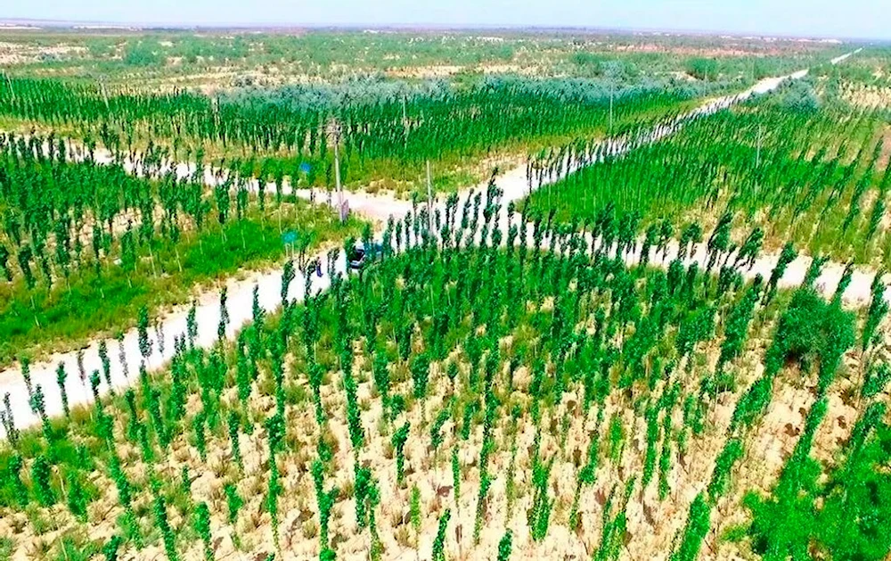 China rodea su mayor desierto con un cinturón verde