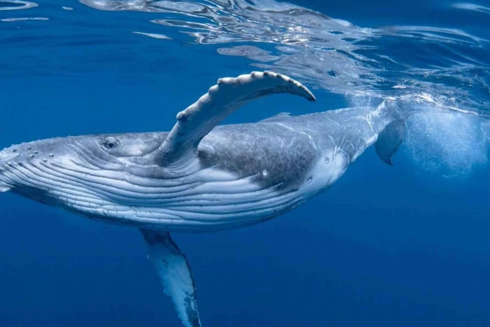 Ballenas jorobadas llegan al Pacífico costarricense para reproducirse