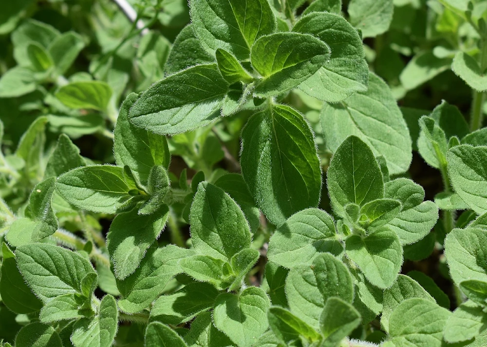 El orégano, planta aromática con múltiples propiedades para la salud