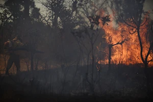 Incendio forestal en el Bosque Nacional de Brasilia