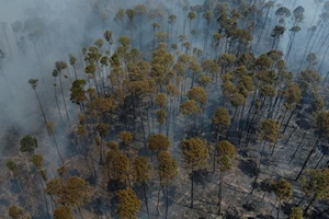 Incendio forestal en el Bosque Nacional de Brasilia