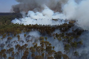 Incendio forestal en el Bosque Nacional de Brasilia