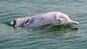 Delfines blancos chinos: la joya de la bahía de Sanniang, un refugio natural en peligro de extinción